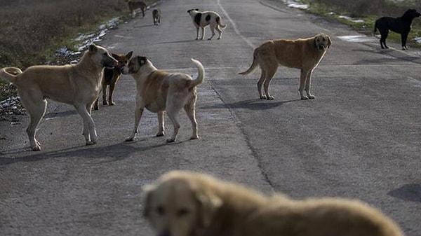 Türkiye'de son dönemde artan popülasyon ve saldırılar nedeniyle sokak köpeklerine yönelik öfke giderek artmış durumda.