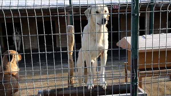 Köpeklerin toplanması ve barınaklara alınması için uygun şartlar ulaşmadığına da dikkat çeken açıklamada şöyle devam edildi: 👇