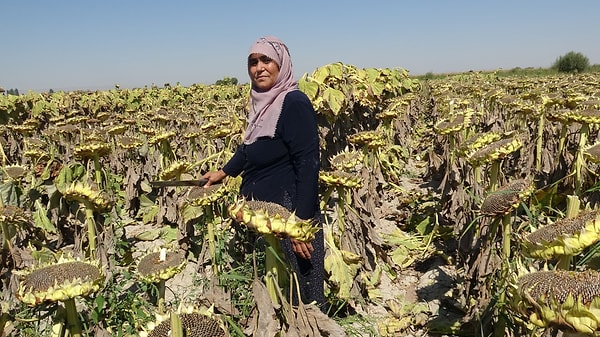 Şimdilerde Yeşilhisar ilçesinde ayçiçeği hasadına başlayan Menekşe Koyuncu, günlük yaşantısıyla ilgili ise şunları söyledi: 👇